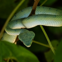 Tropidolaemus subannulatus