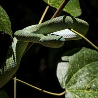 Tropidolaemus subannulatus
