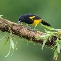 trupiál karibský - Icterus dominicensis