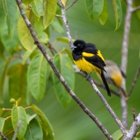 trupiál karibský - Icterus dominicensis