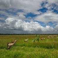 Tsavo East, Keňa