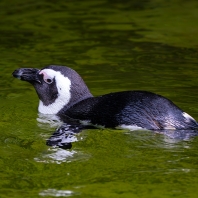 tučňák brýlový - Spheniscus demersus