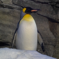 tučňák císařský - Aptenodytes forsteri