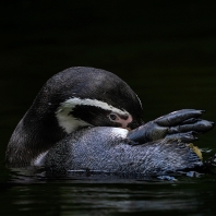 tučňák Humboldtův - Spheniscus humboldti