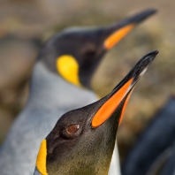 tučňáci - Sphenisciformes