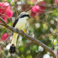 ťuhýk šedohřbetý - Lanius excubitoroides