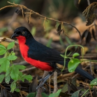 ťuhýkovec karmínovobřichý - Laniarius erythrogaster