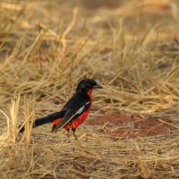 ťuhýkovec pruhokřídlý - Laniarius atrococcineus