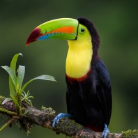 tukan krátkozobý - Ramphastos sulfuratus