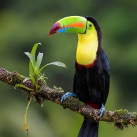 tukan krátkozobý - Ramphastos sulfuratus