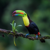 tukan krátkozobý - Ramphastos sulfuratus