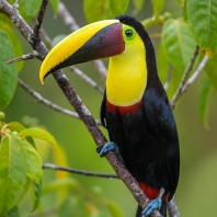 tukan žlutohrdlý - Ramphastos ambiguus