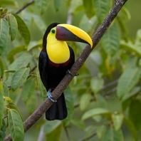 tukan žlutohrdlý - Ramphastos ambiguus