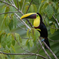 tukan žlutohrdlý - Ramphastos ambiguus