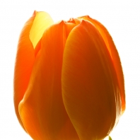 tulipán zahradní - Tulipa × gesneriana
