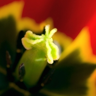 liliovité - Liliaceae