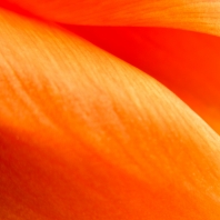 tulipán zahradní - Tulipa × gesneriana