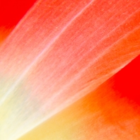 tulipán zahradní - Tulipa × gesneriana