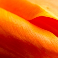 tulipán zahradní - Tulipa × gesneriana