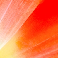 tulipán zahradní - Tulipa × gesneriana