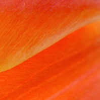 tulipán zahradní - Tulipa × gesneriana
