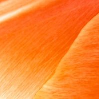tulipán zahradní - Tulipa × gesneriana