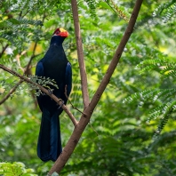 turako fialový - Tauraco violaceus
