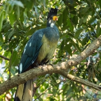 turako velký - Corythaeola cristata