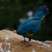 turako velký - Corythaeola cristata