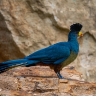 turako velký - Corythaeola cristata