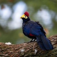 turako žlutozobý - Musophaga rossae