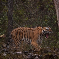tygr indický - Panthera tigris tigris