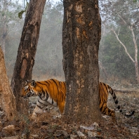 tygr indický - Panthera tigris tigris