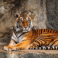 tygr sumaterský - Panthera tigris sumatrae