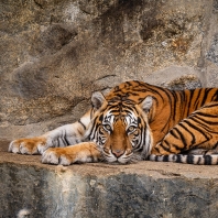 tygr sumaterský - Panthera tigris sumatrae
