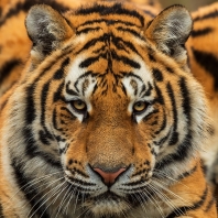 tygr ussurijský - Panthera tigris altaica