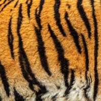 tygr ussurijský - Panthera tigris altaica
