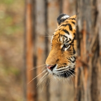 tygr ussurijský - Panthera tigris altaica
