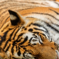 tygr ussurijský - Panthera tigris altaica