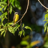 tyran pospolitý - Myiozetetes similis