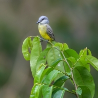 tyran tropický - Tyrannus melancholicus