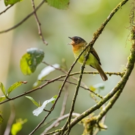 tyrančík rezavoprsý - Leptopogon rufipectus