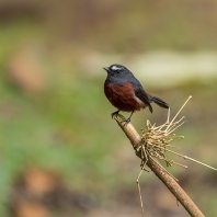 tyranovec bělobrvý - Ochthoeca cinnamomeiventris