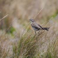 tyranovec bledooký - Agriornis montanus