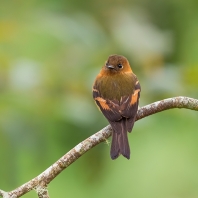 tyranovec skořicový - Pyrrhomyias cinnamomeus