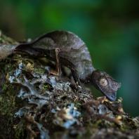 Uroplatus phantasticus