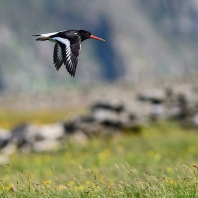 ústřičník velký - Haematopus ostralegus