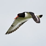 ústřičník velký - Haematopus ostralegus