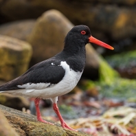 ústřičník velký - Haematopus ostralegus