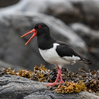 ústřičník velký - Haematopus ostralegus